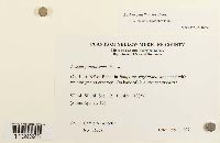 Leskea gracilescens image