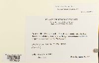 Leskea gracilescens image