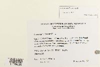 Leskea gracilescens image