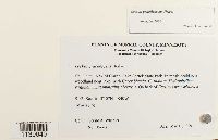 Leskea gracilescens image