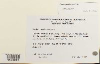 Leskea gracilescens image