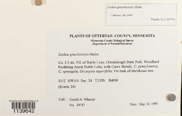 Leskea gracilescens image