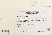 Leskea gracilescens image