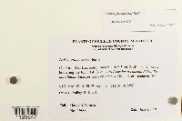 Leskea gracilescens image