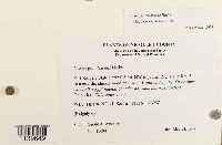 Leskea gracilescens image