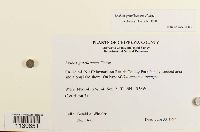 Leskea gracilescens image