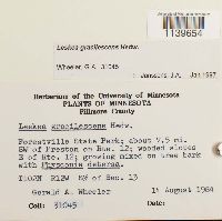 Leskea gracilescens image