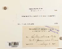 Media resource of Leskea obscura