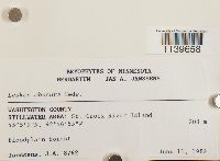 Leskea obscura image