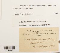 Leskea obscura image