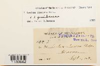 Leskea obscura image