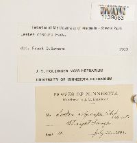 Leskea obscura image