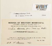 Leskea polycarpa image