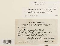 Leskea polycarpa image