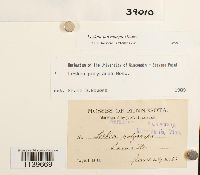 Leskea polycarpa image