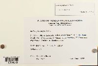 Leskea polycarpa image