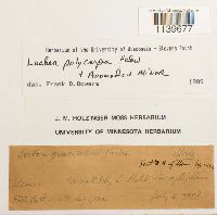 Leskea polycarpa image