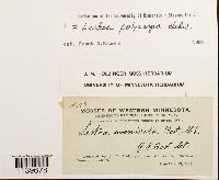 Leskea polycarpa image