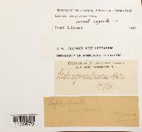 Leskea polycarpa image