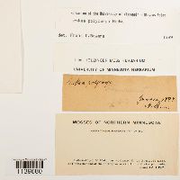 Leskea polycarpa image