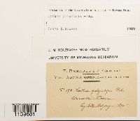 Leskea polycarpa image