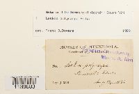 Leskea polycarpa image