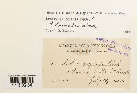 Leskea polycarpa image