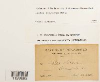 Leskea polycarpa image