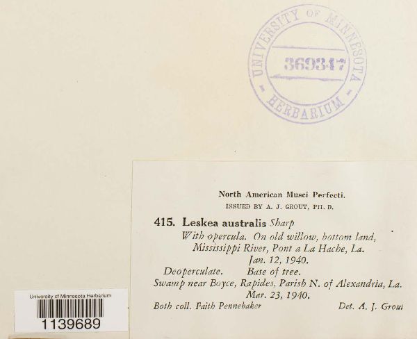 Leskea australis image