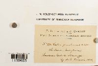 Leskea gracilescens image