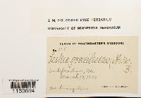 Leskea gracilescens image