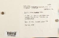 Leskea gracilescens image