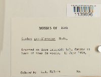 Leskea gracilescens image