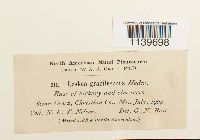 Leskea gracilescens image