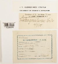 Leskea gracilescens image