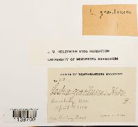 Leskea gracilescens image