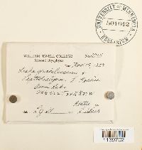 Leskea gracilescens image