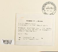 Leskea obscura image