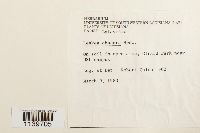 Leskea obscura image