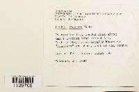 Leskea obscura image