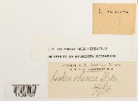 Leskea obscura image