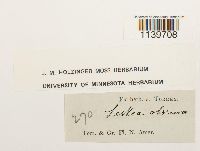 Leskea obscura image