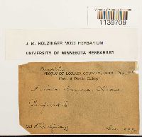 Leskea obscura image