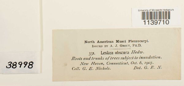 Leskea obscura image