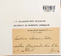 Leskea obscura image