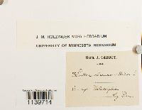 Leskea obscura image