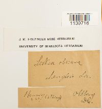 Leskea obscura image