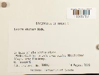 Leskea obscura image