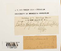 Leskea polycarpa image