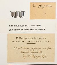 Leskea polycarpa image